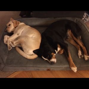 Meet your Posher, Rachael